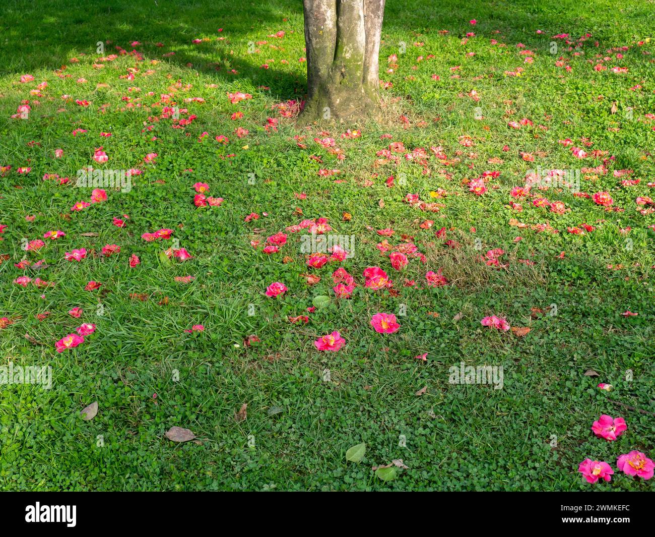 Camellia petals on the grass. Falling camellia bush. Pink petals on the lawn. Blooming season. Winter in the south Stock Photo