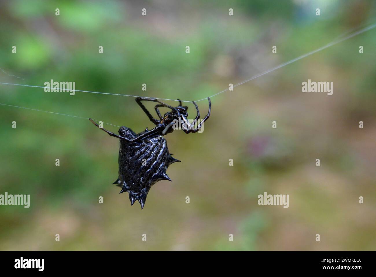 Spined Micrathena spider (Micrathena gracilis) crawling across its web silk Stock Photo