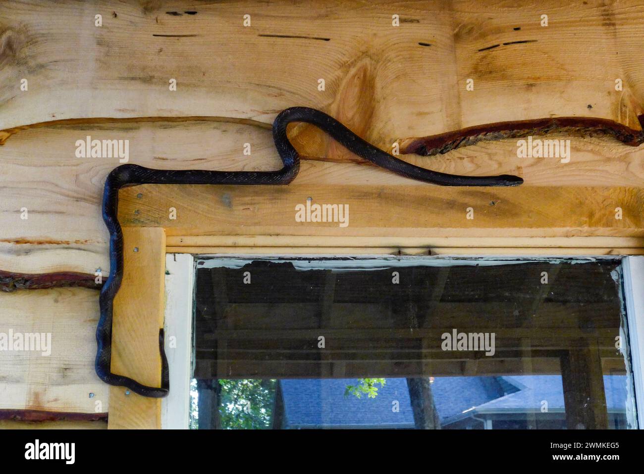 Black rat snake (Pantherophis alleghaniensis) works its way across the siding above a window Stock Photo