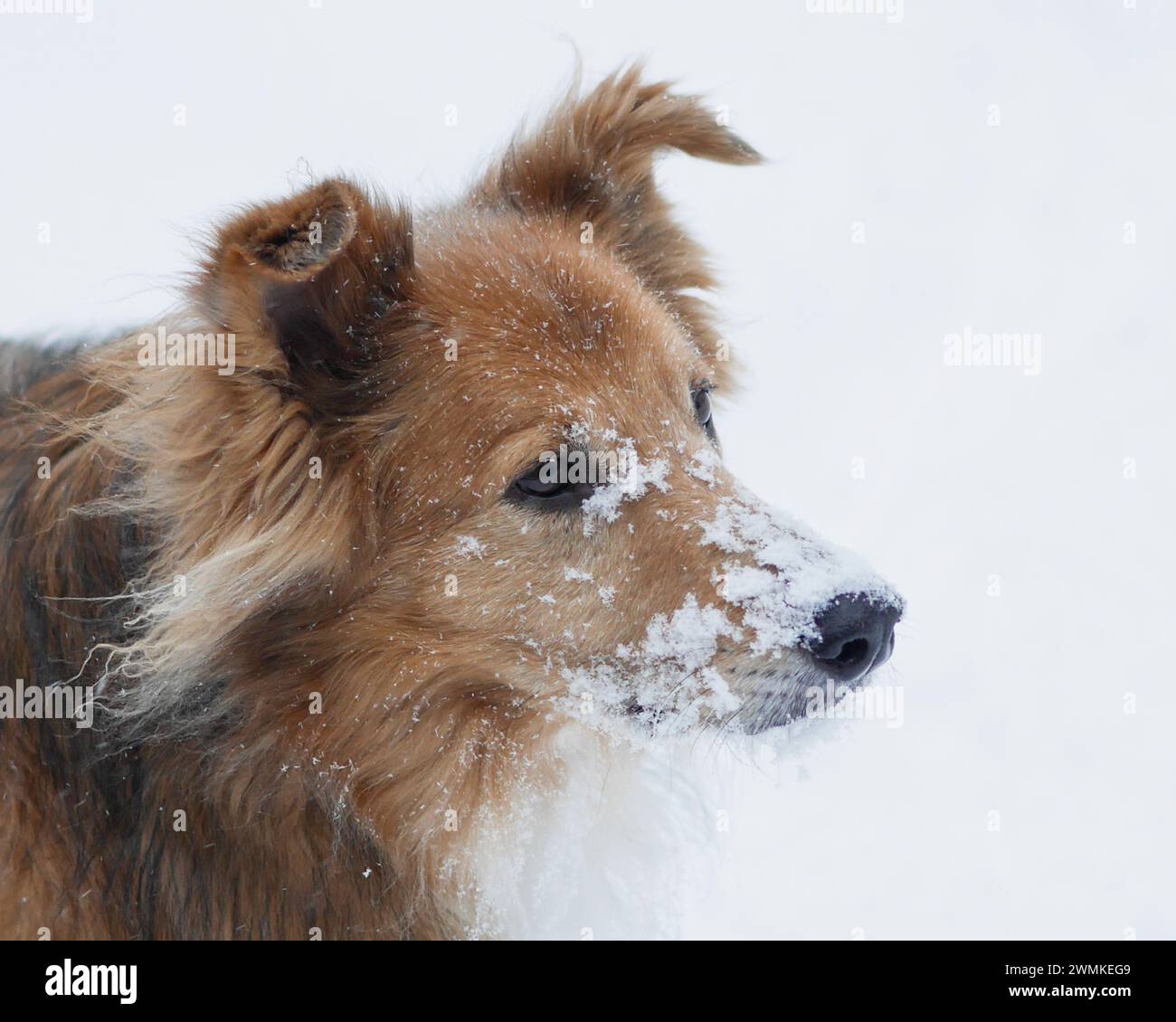 Mixed breed herding dog with snow-covered face Stock Photo