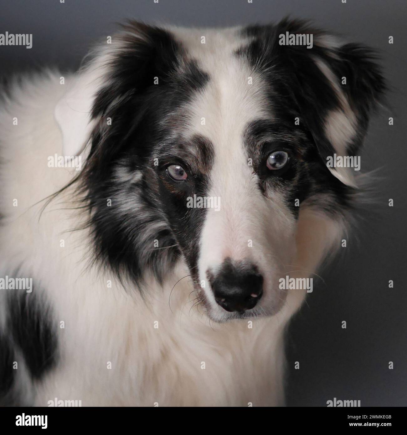Close-up portrait of a black and white Australian Sheepdog Stock Photo
