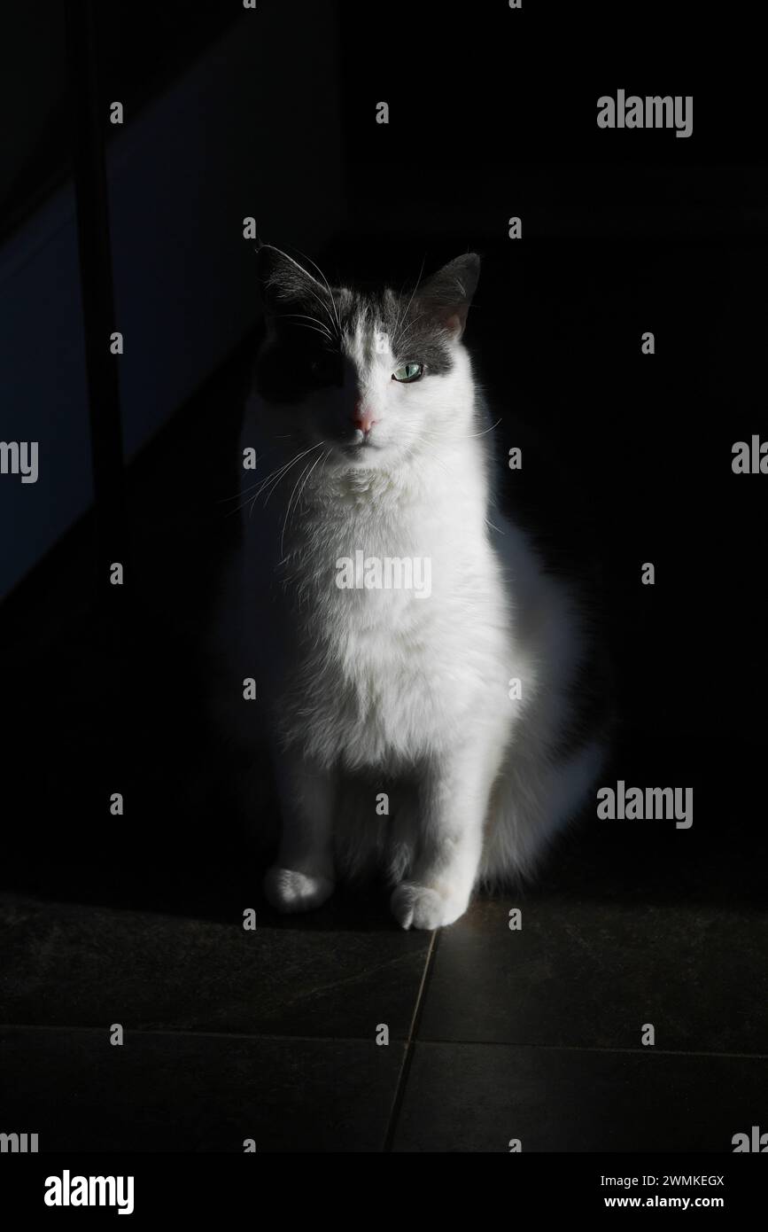 Grey and white cat is caught in morning sunlight on a dark background Stock Photo