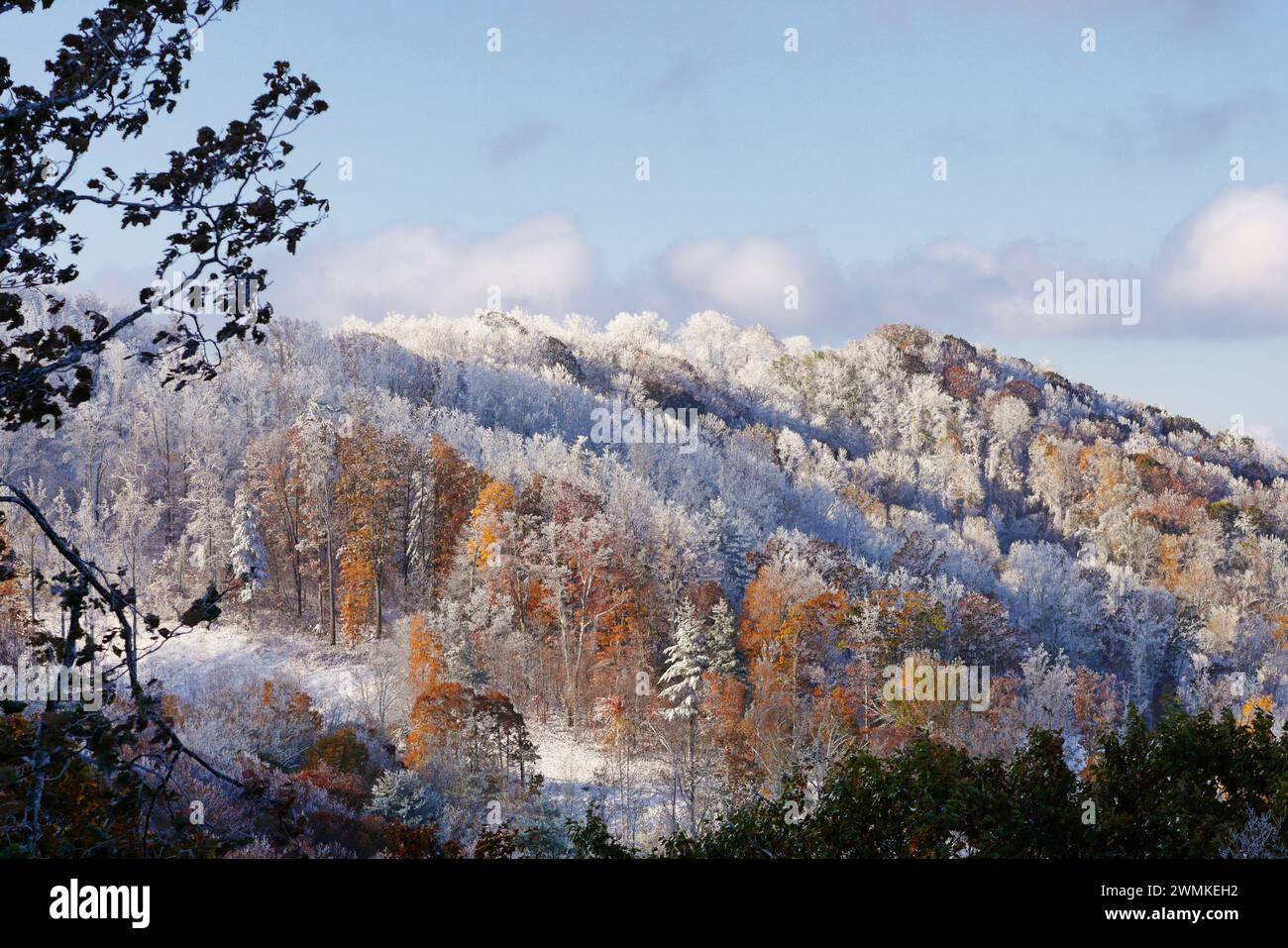 Snow covers trees with autumn colors after a rare October snow storm in the Blue Ridge mountains Stock Photo