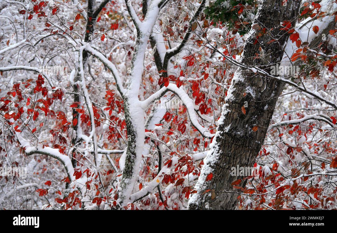 Red autumn foliage on a tree covered in snow; Weaverville, North Carolina, United States of America Stock Photo