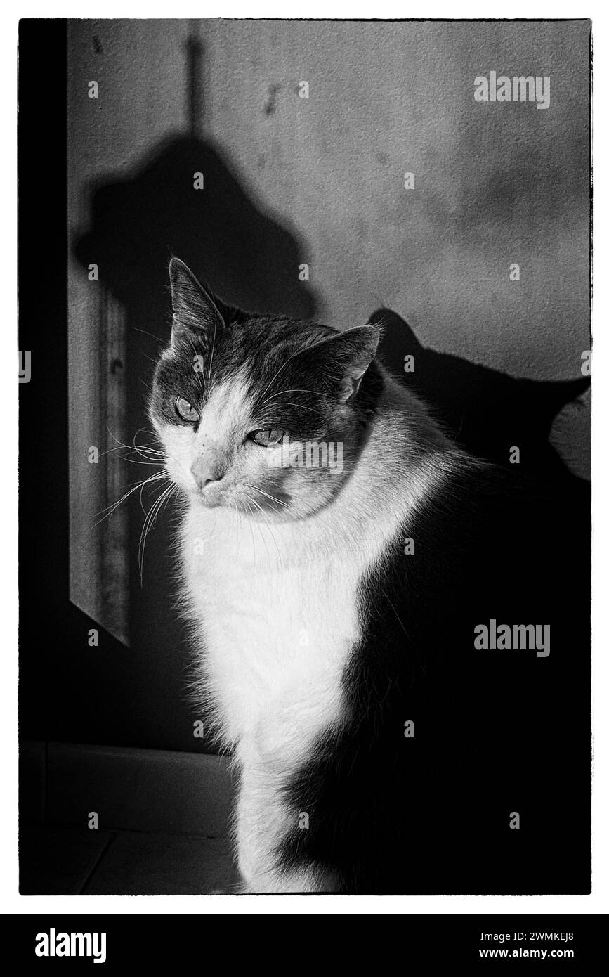 Black and white portrait of a grey and white cat; Weaverville, North Carolina, United States of America Stock Photo