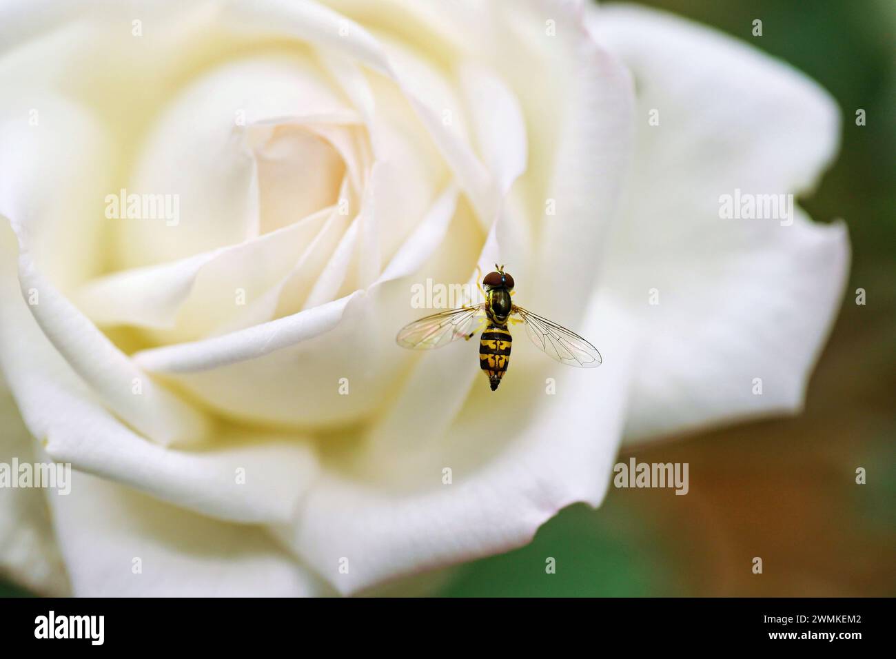 Hoverfly rests on the petal of a white rose; Weaverville, North Carolina, United States of America Stock Photo