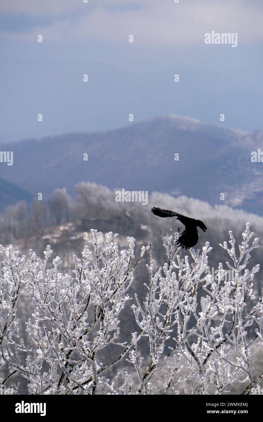 Crow flies over the mountains in winter; Fairview, North Carolina, United States of America Stock Photo