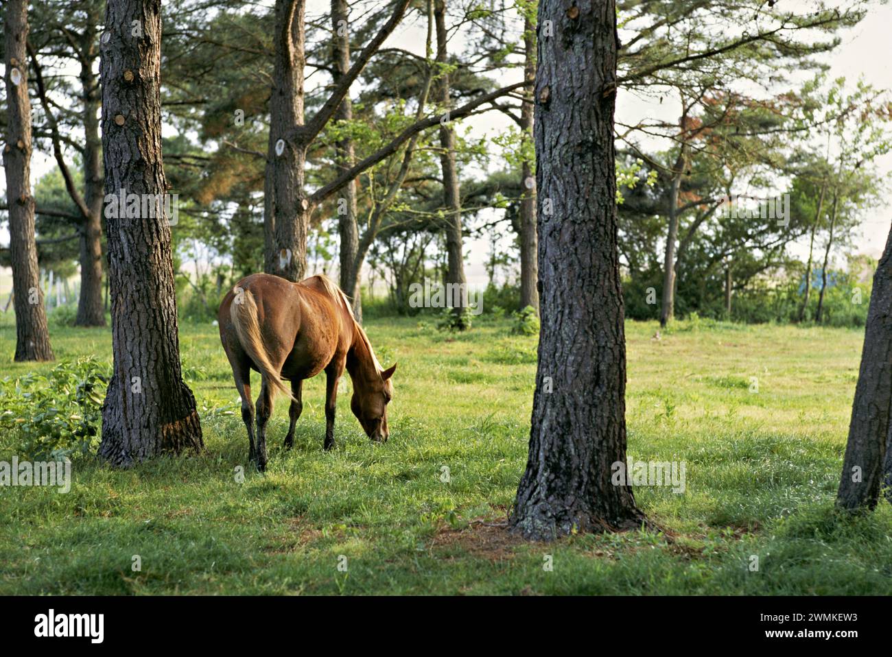 Horse grazing in an idyllic landscape Stock Photo
