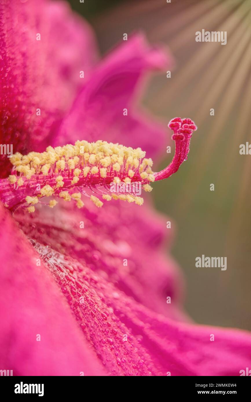 Rose Mallow Hibiscus 'Sweet Caroline' (Malvaceae sp.) in a botanical