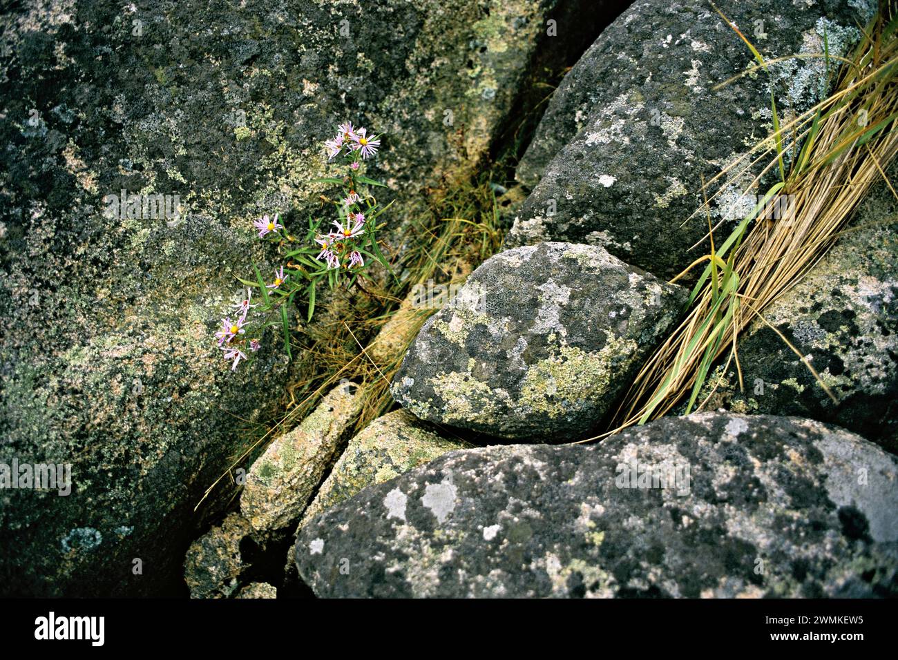 Wildflowers and grass find a tenuous hold among large rocks; United States of America Stock Photo