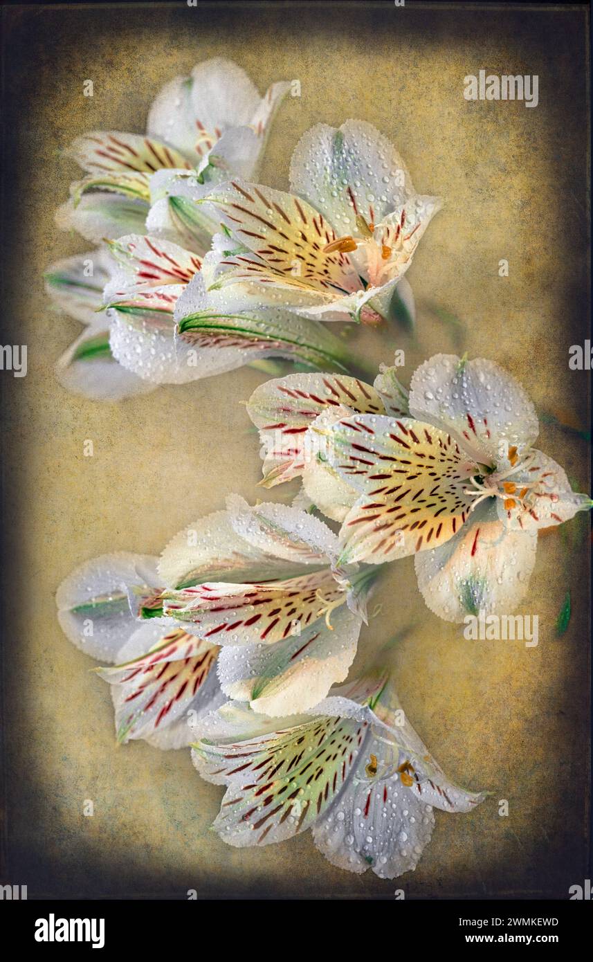 Peruvian lily 'Casablanca' (Alstromeria sp.), digitized from film; Bronx, New York, United States of America Stock Photo