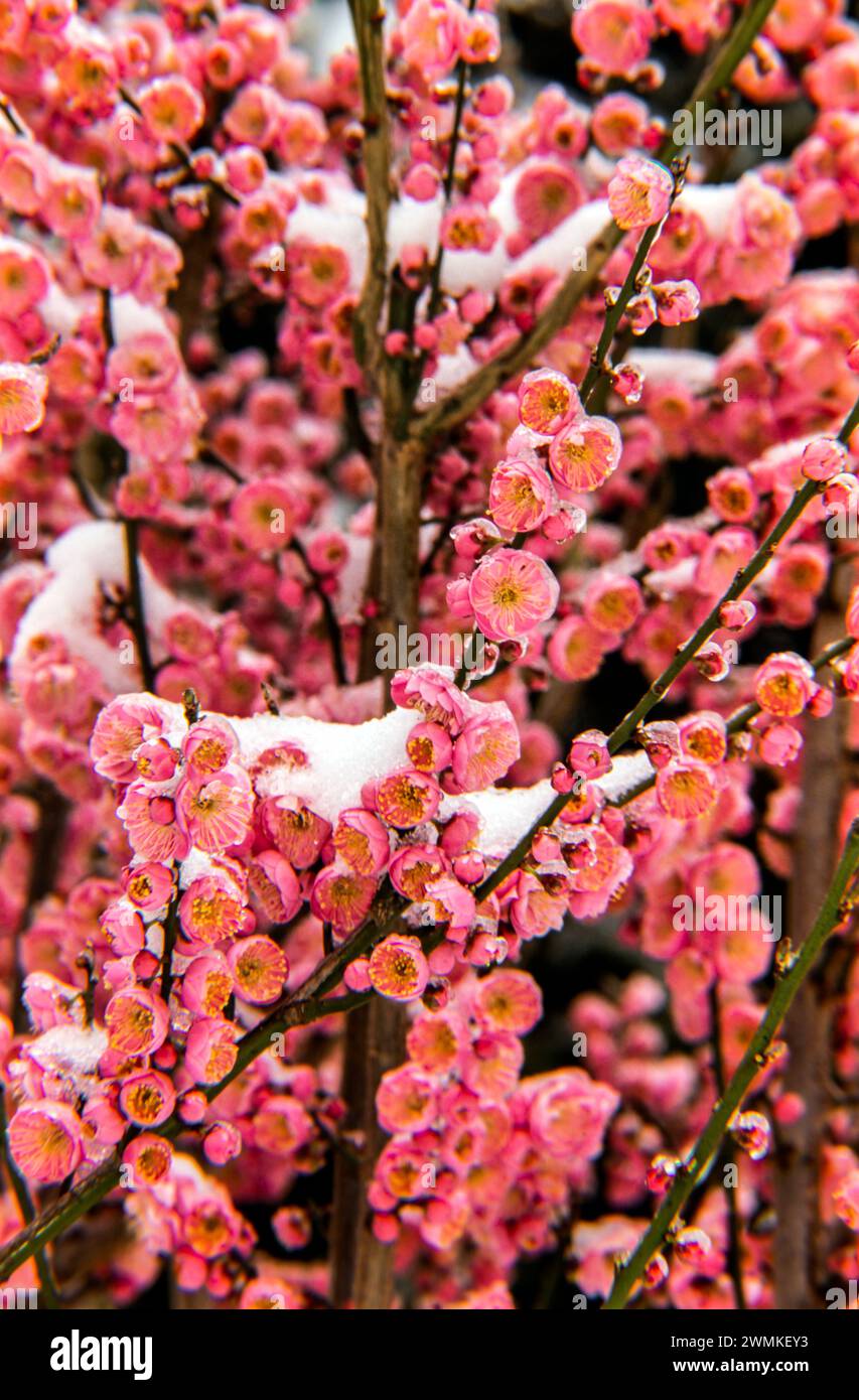 Snow-covered Japanese Apricot (Prunus mume) 'Peggy Clarke'; Bronx, New