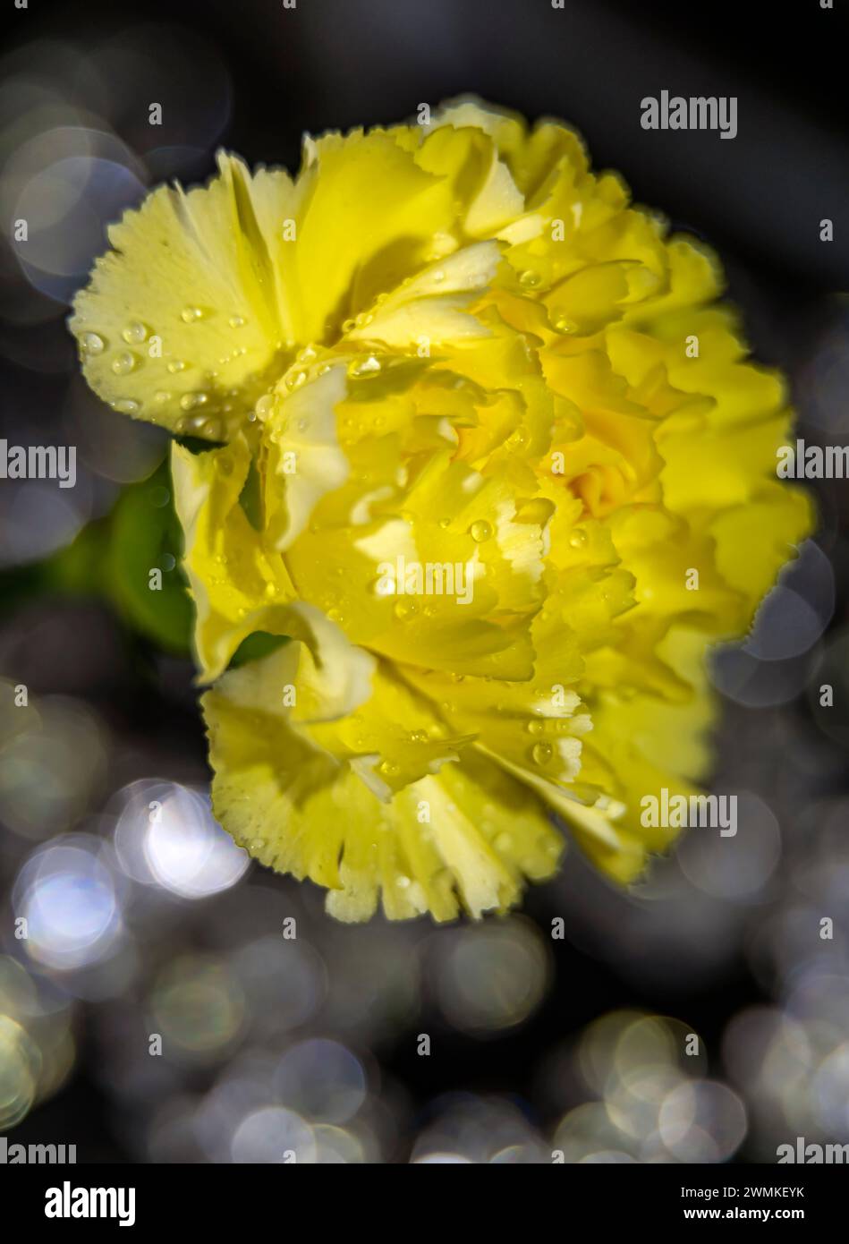 Close-up of a beautiful yellow carnation (Dianthus caryophyllus) with water droplets; Studio Stock Photo