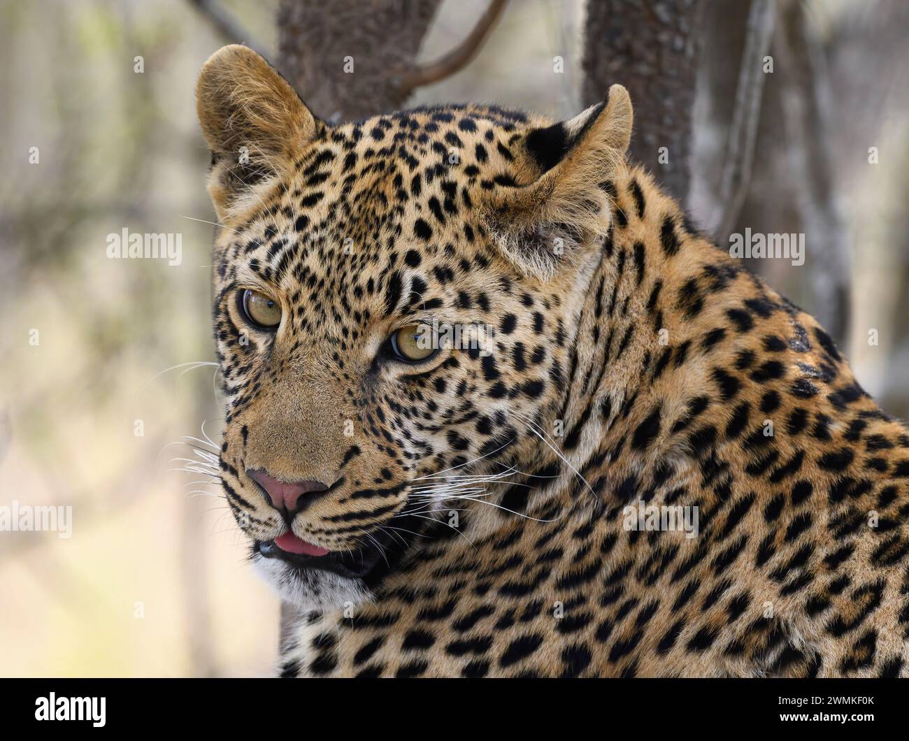 Portrait of a leopard with tongue visible Stock Photo