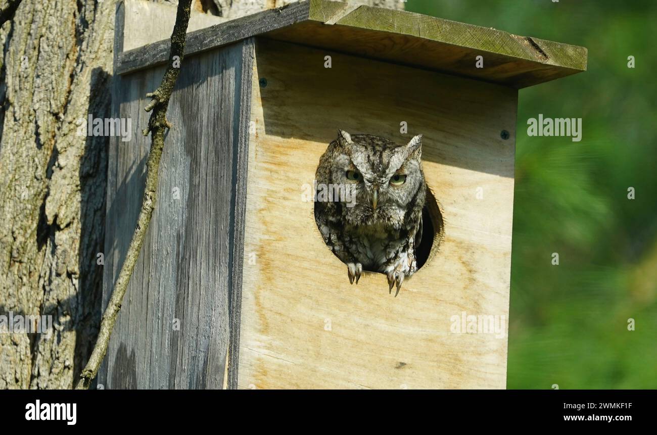 Screech Owl in nest box, Megascops sp. Stock Photo