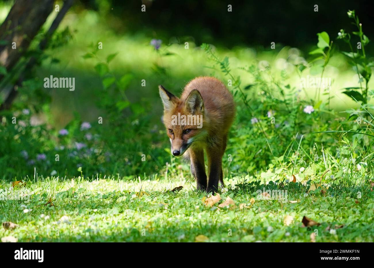 Red fox kit (Vulpes vulpes) on the move Stock Photo