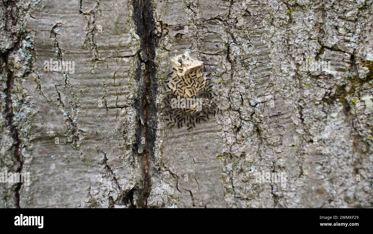 Spongy Moth caterpillars emerging (Lymantria dispar Stock Photo - Alamy
