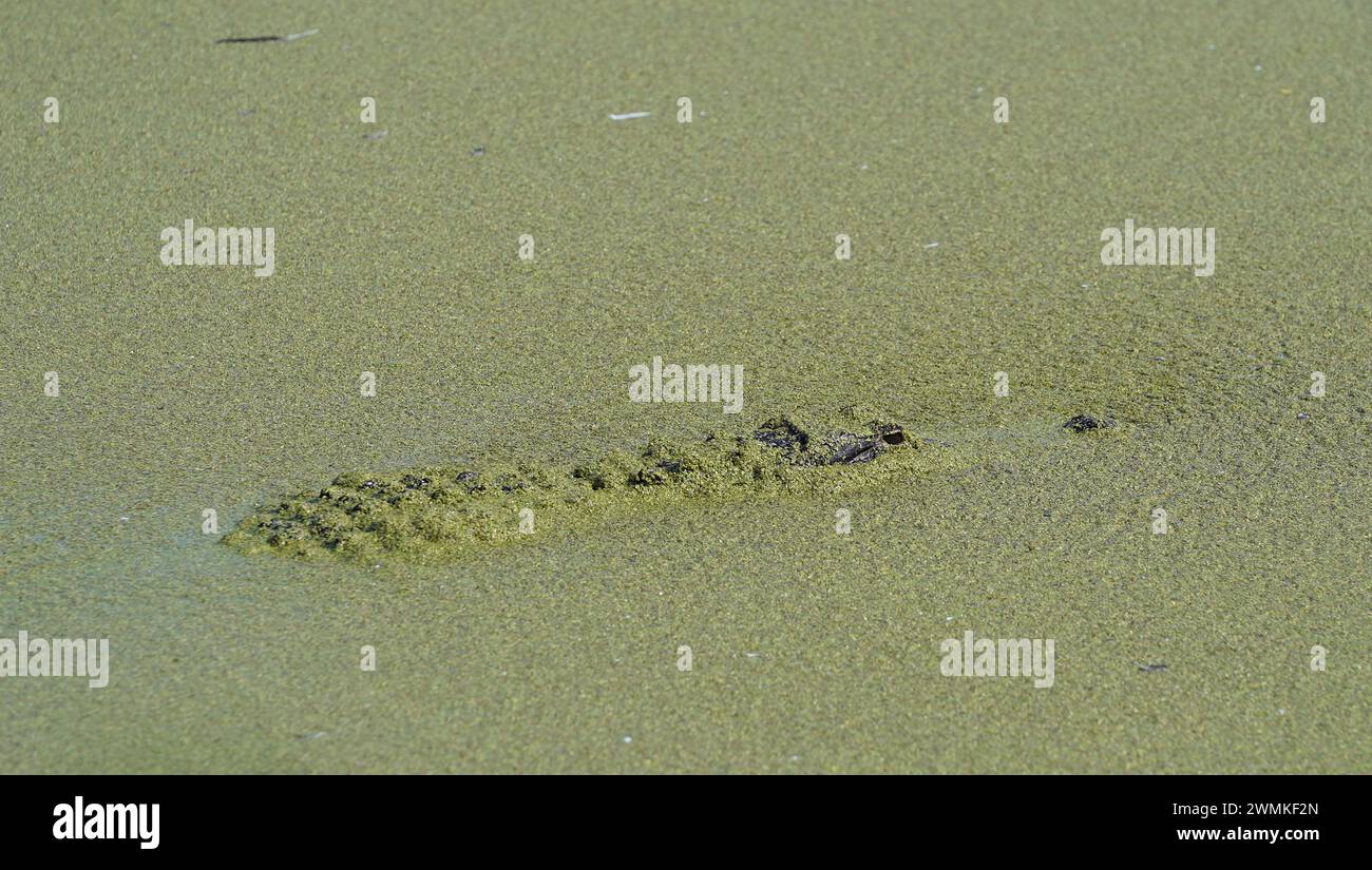 Alligator covered with duckweed on the surface of water Stock Photo