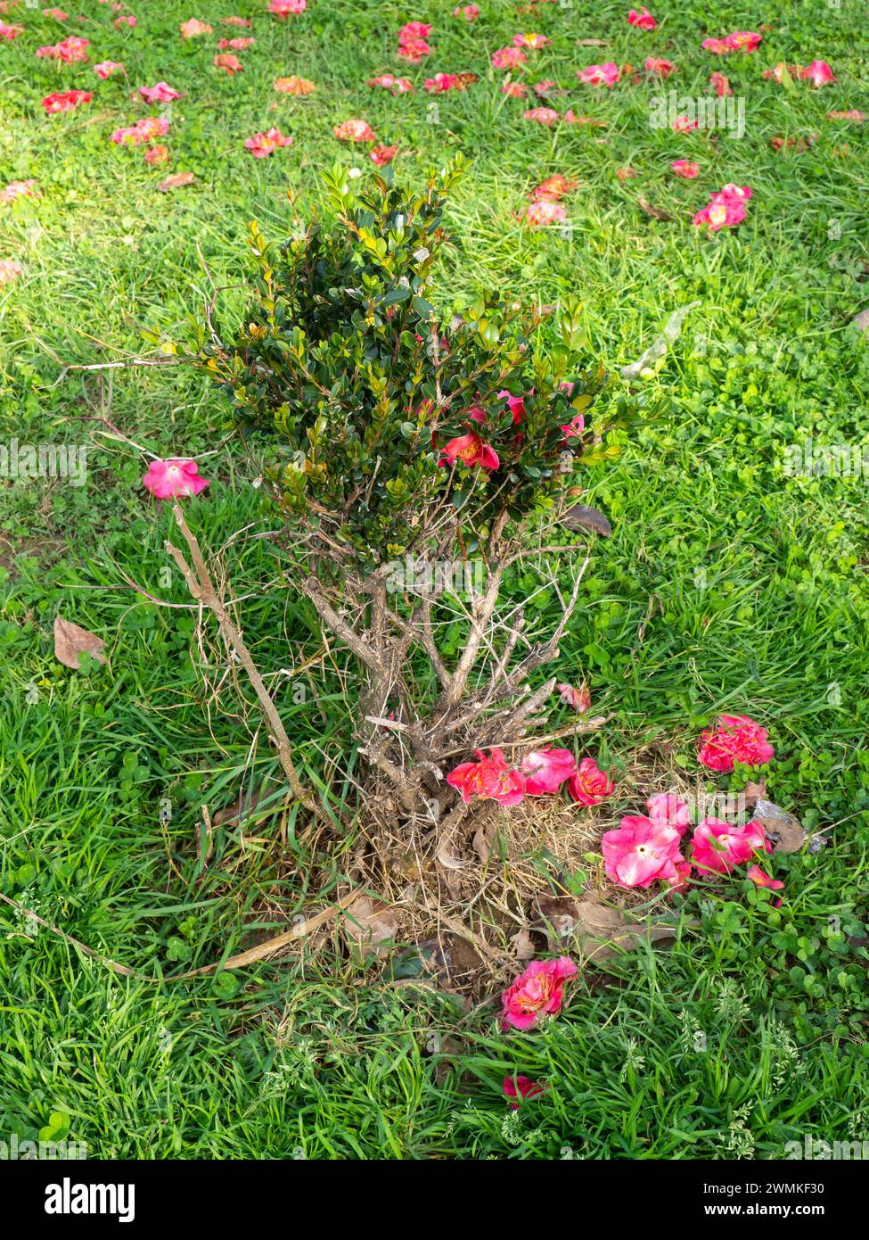 Camellia petals on the grass. Falling camellia bush. Pink petals on the lawn. Blooming season. Winter in the south Stock Photo