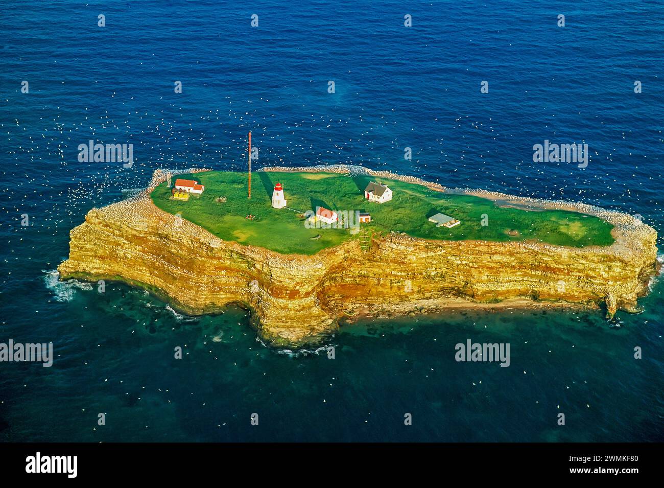 Aerial view of a rookery on the easternmost point in Quebec
