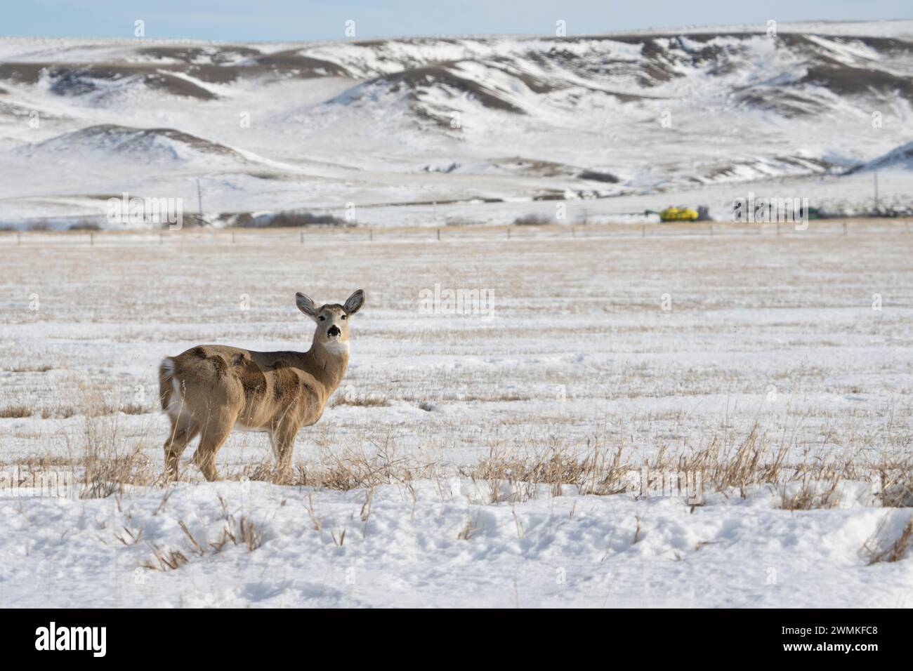 Mule deer (Odocoileus hemionus) watching the photographer in a wintery landscape; Val Marie, Saskatchewan, Canada Stock Photo