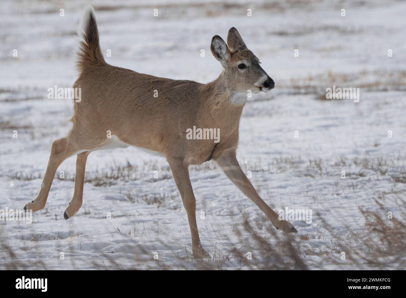 Mule deer (Odocoileus hemionus) running at sunrise; Val Marie ...