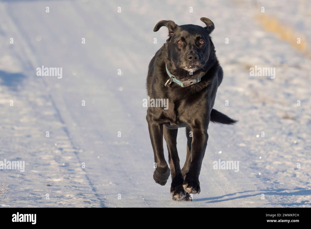 Black lab (Canis lupus familiaris) running on the snow toward the camera; Val Marie, Saskatchewan, Canada Stock Photo
