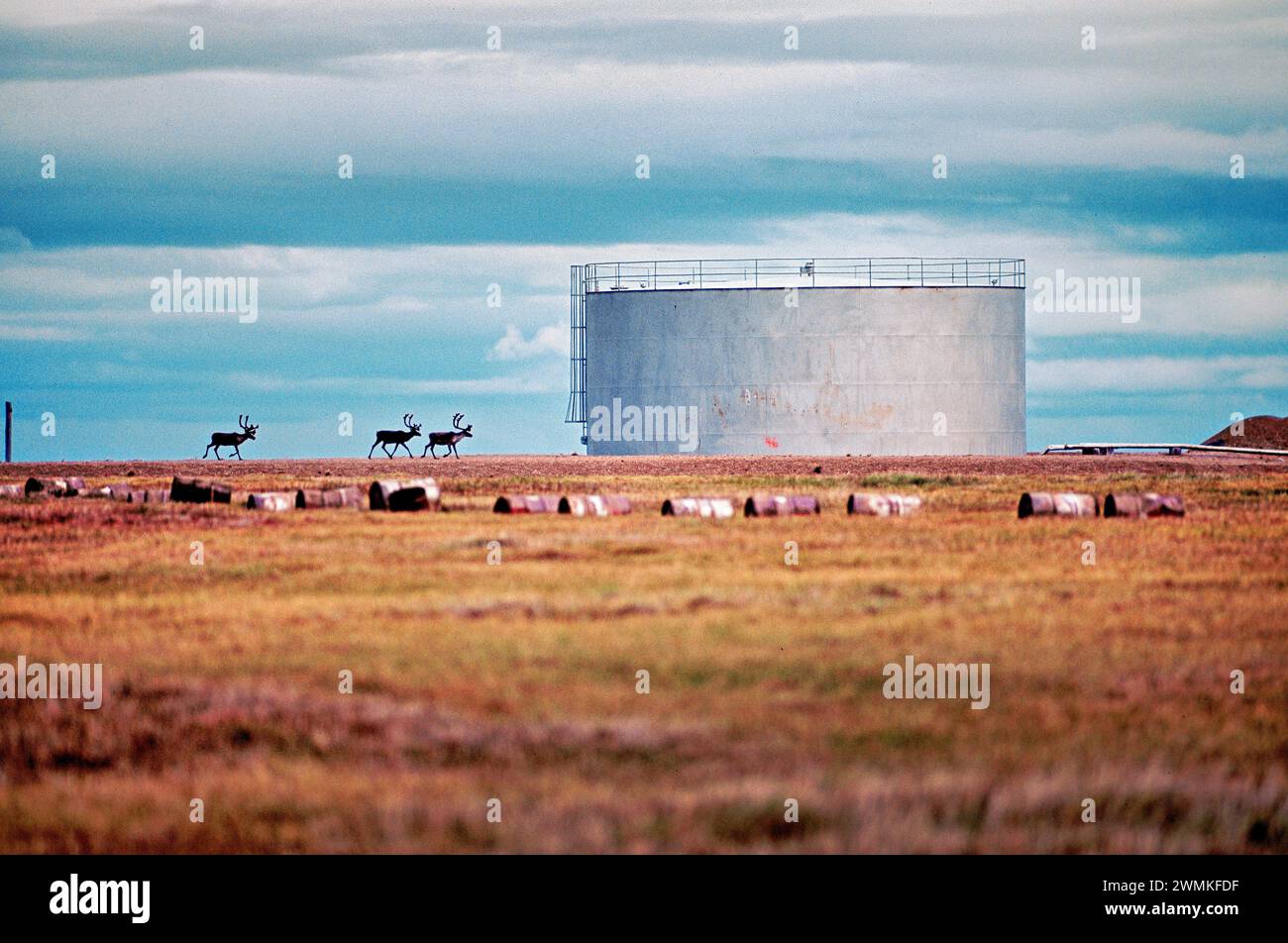 Three caribou (Rangifer tarandus) walk by oil storage tanks near Prudhoe Bay and the Point Lonely Short Range Radar Site, where the Central Arctic ... Stock Photo