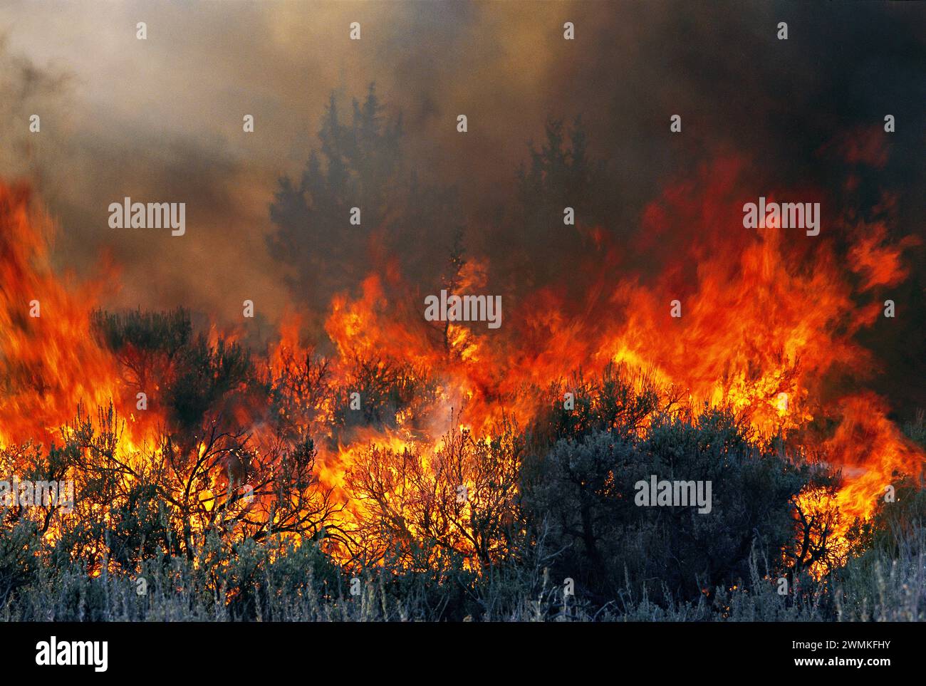 Fire ignites dry sage brush and junipers as a prescribed burn flares up