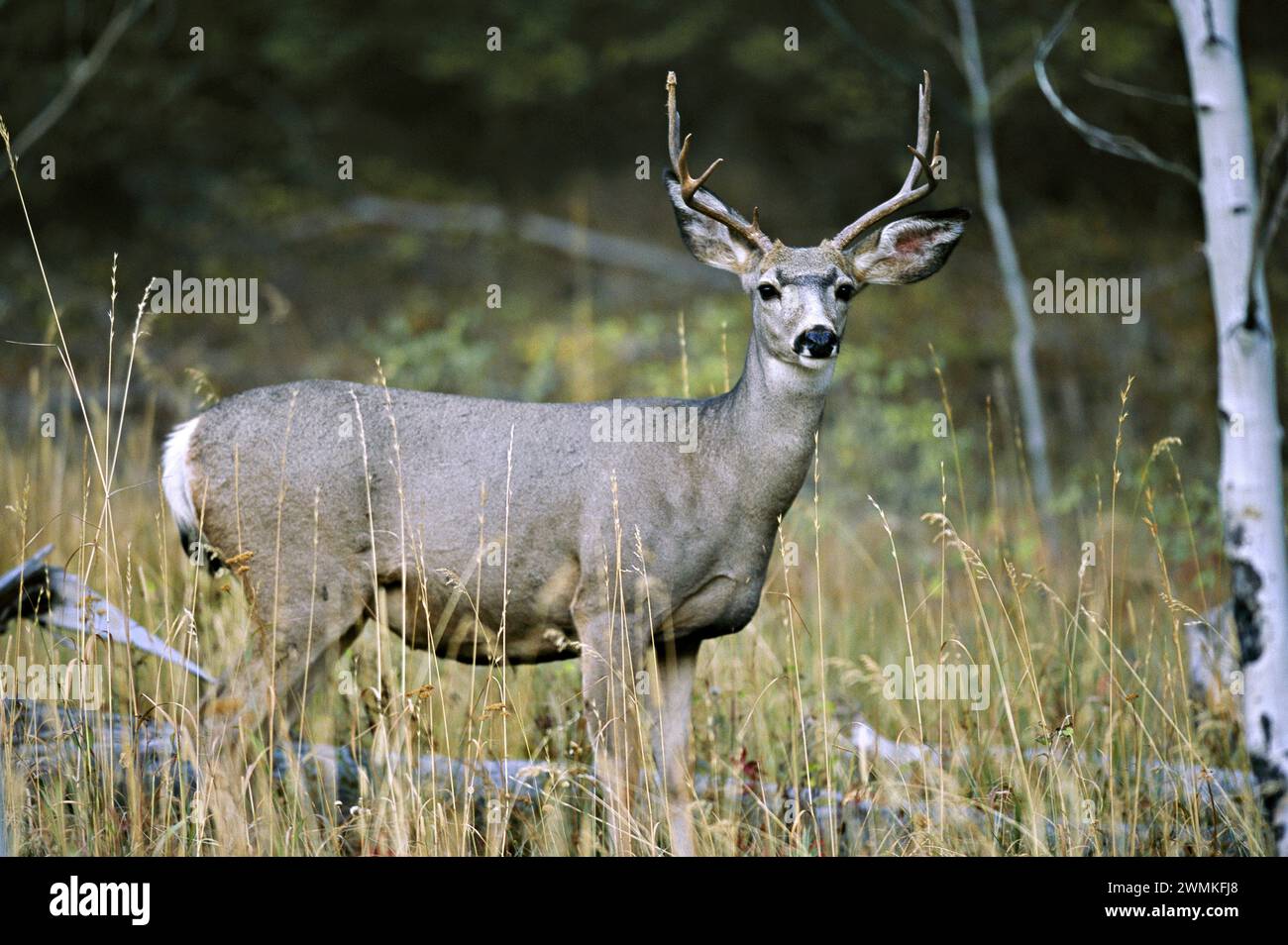 Large antlered white-tailed deer (Odocoileus virginianus) pauses at the edge of a forest, moving away from the threat of an approaching wild fire Stock Photo