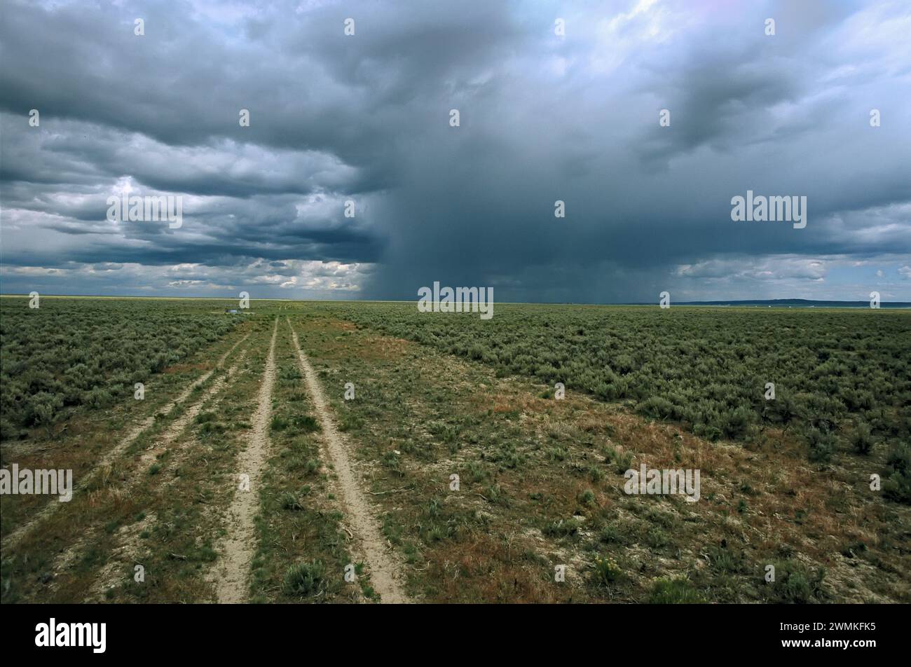 Dirt road cuts through a sagebrush sea to dark, cloudy skies of a distant, looming, rain storm. Sagebrush ecosystems cover vast stretches of wester... Stock Photo