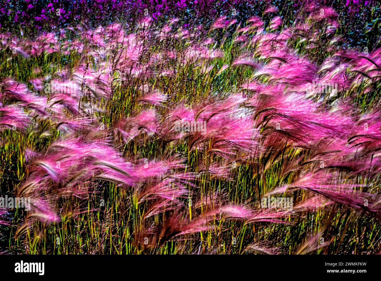 Close of Prairie Smoke (Geum triflorum) a distinctive wildflower with feathery seed heads and the blooms transforming into upright clusters of wisp... Stock Photo