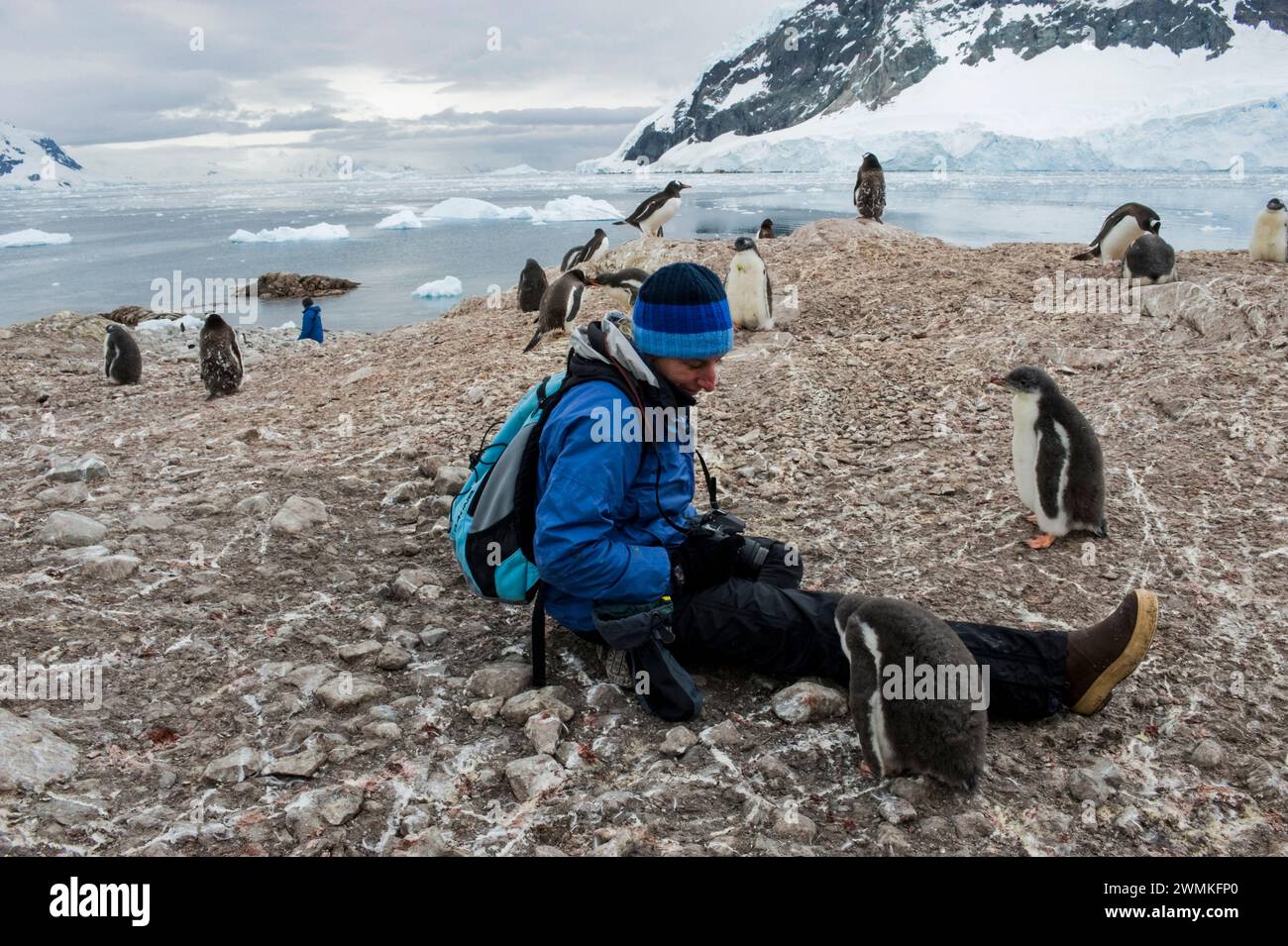 Woman at the Gentoo penguin (Pygoscelis papua) colony in Antarctica; Antartica Stock Photo