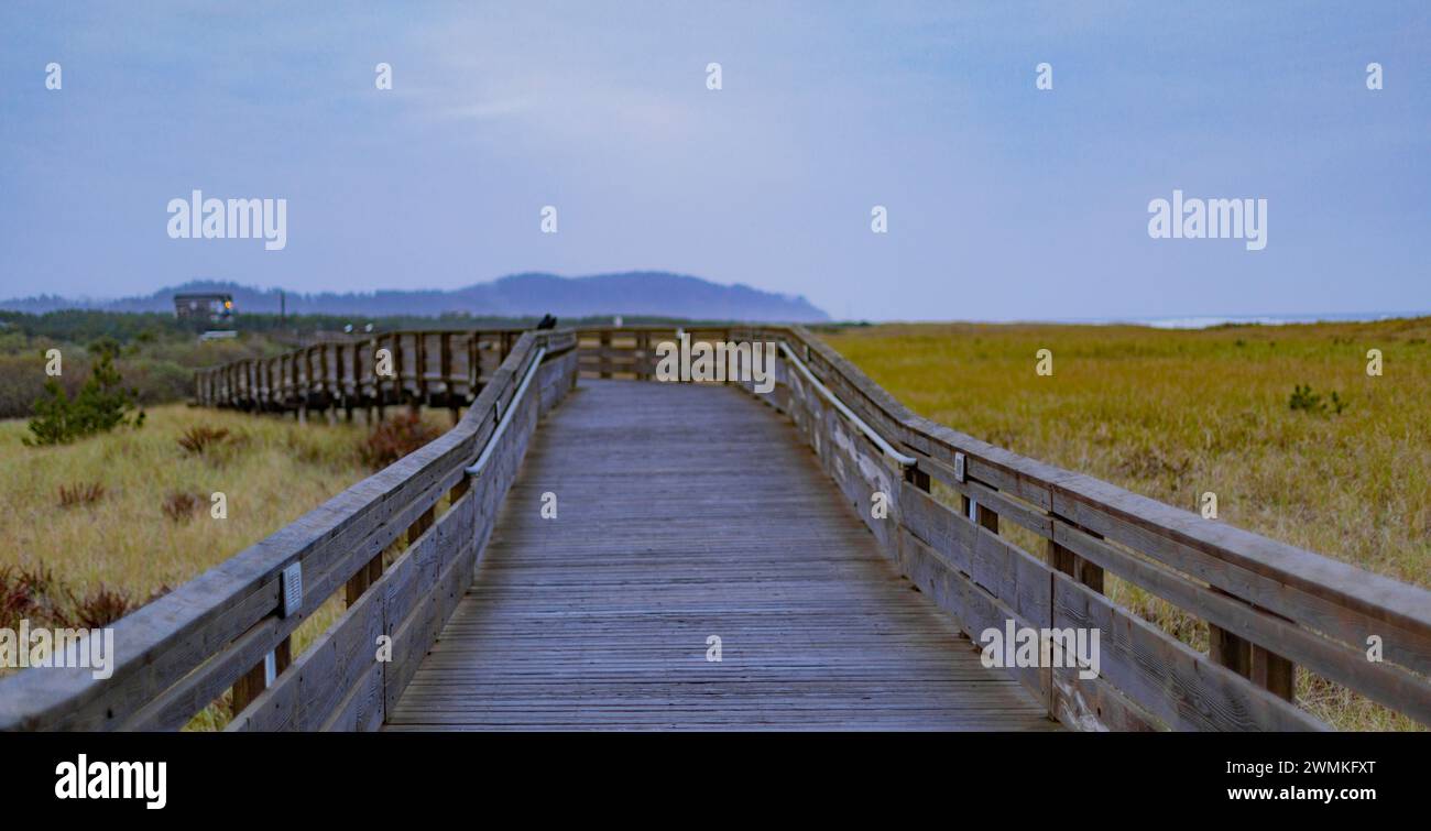 View of wooden boardwalk trail across the beach grass wetland, leading to the beach; Longbeach, Washington, United States of America Stock Photo