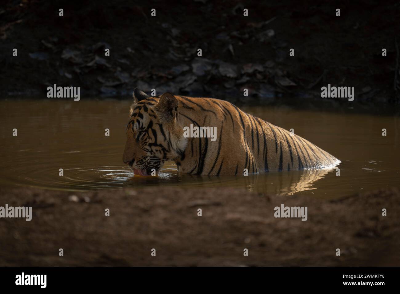 Bengal tiger (Panthera tigris tigris) sits in the water drinking from a muddy  waterhole; Madhya Pradesh, India Stock Photo