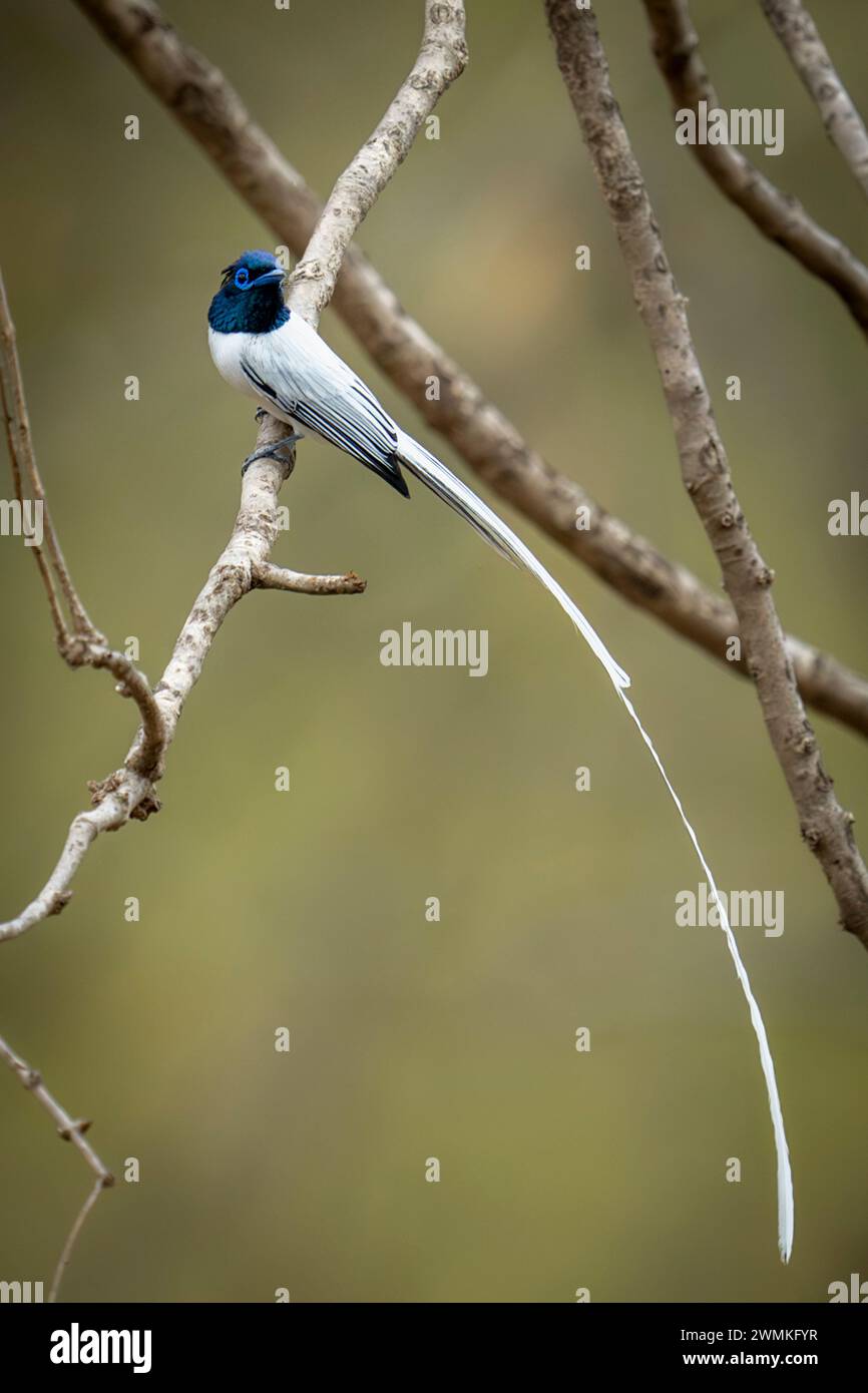 Blyth's paradise flycatcher (Terpsiphone affinis) watches camera from branch; Madhya Pradesh, India Stock Photo