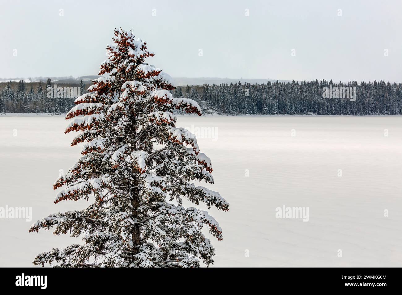 Conifer tree evergreen snow hi-res stock photography and images - Alamy