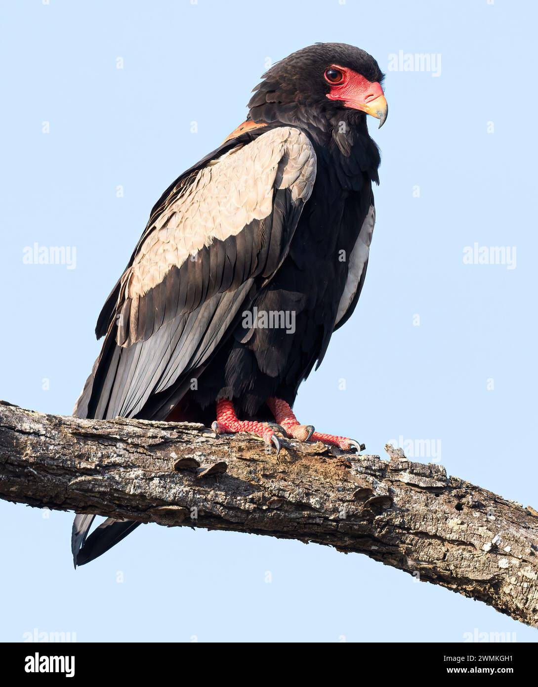 Bateleur Eagle perched on thick branch with blue background Stock Photo