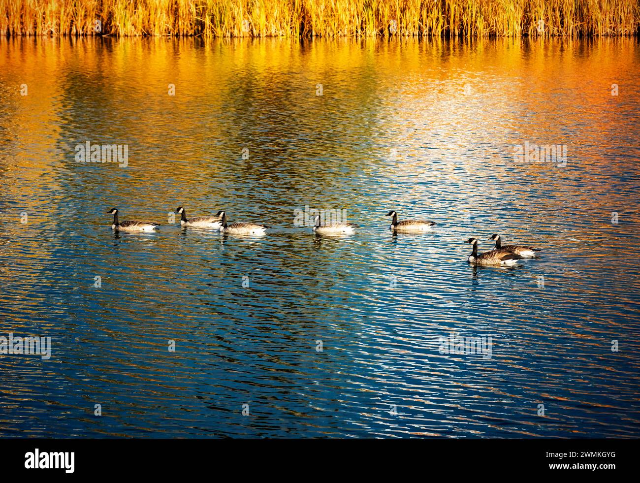 A family of Canada Geese (Branta canadensis) swimming in a lake at sunset in a city park during the fall season; Edmonton, Alberta, Canada Stock Photo