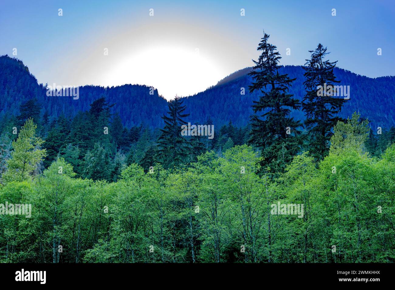 A bright, glowing sun behind blue, silhouetted mountains with a green, mixed forest in the foreground at Cedars Mill Trail in Lynn Valley Canyon Stock Photo