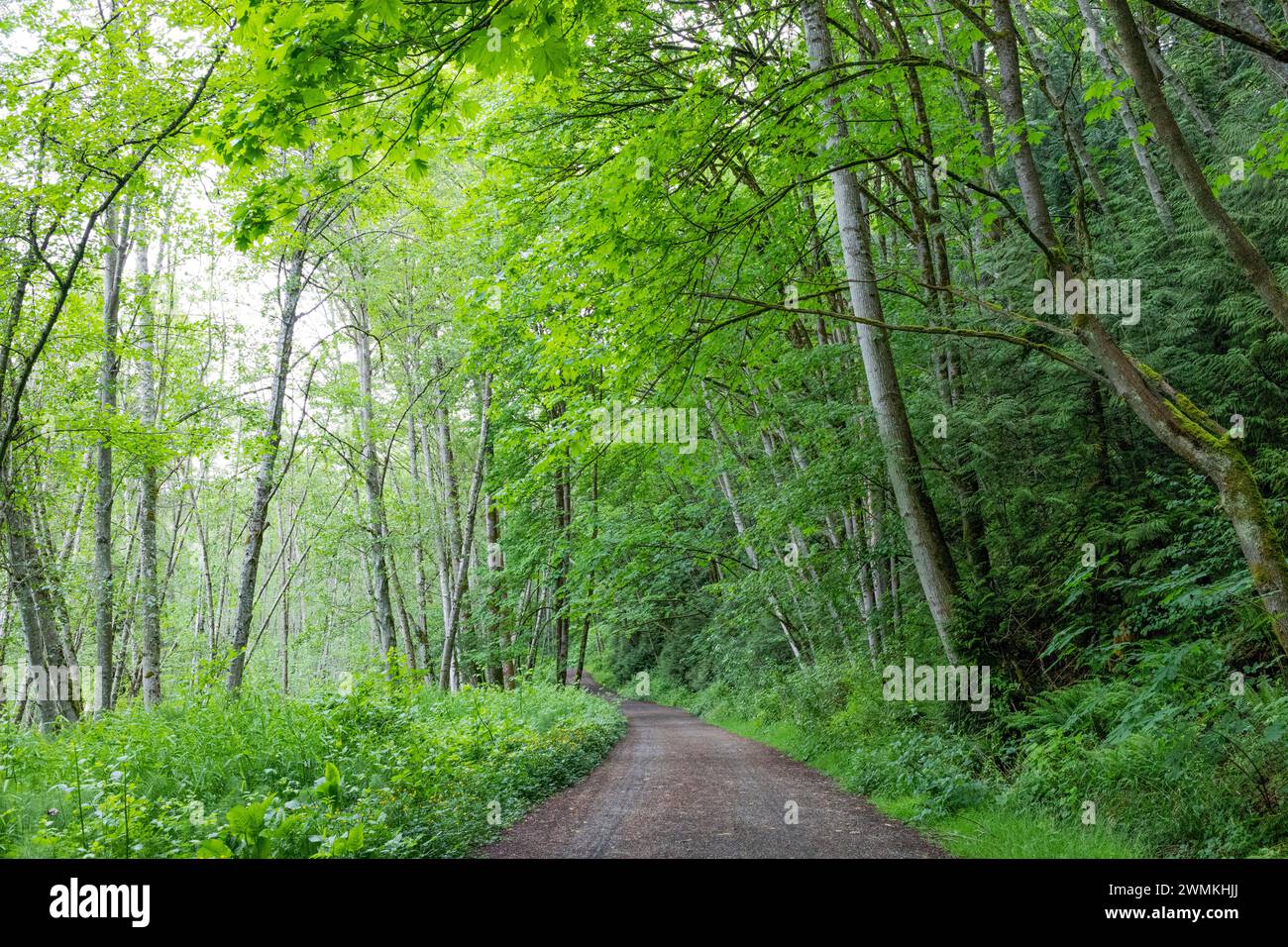 View of a dirt track through the Watershed Forest Trail; Delta, British Columbia, Canada Stock Photo