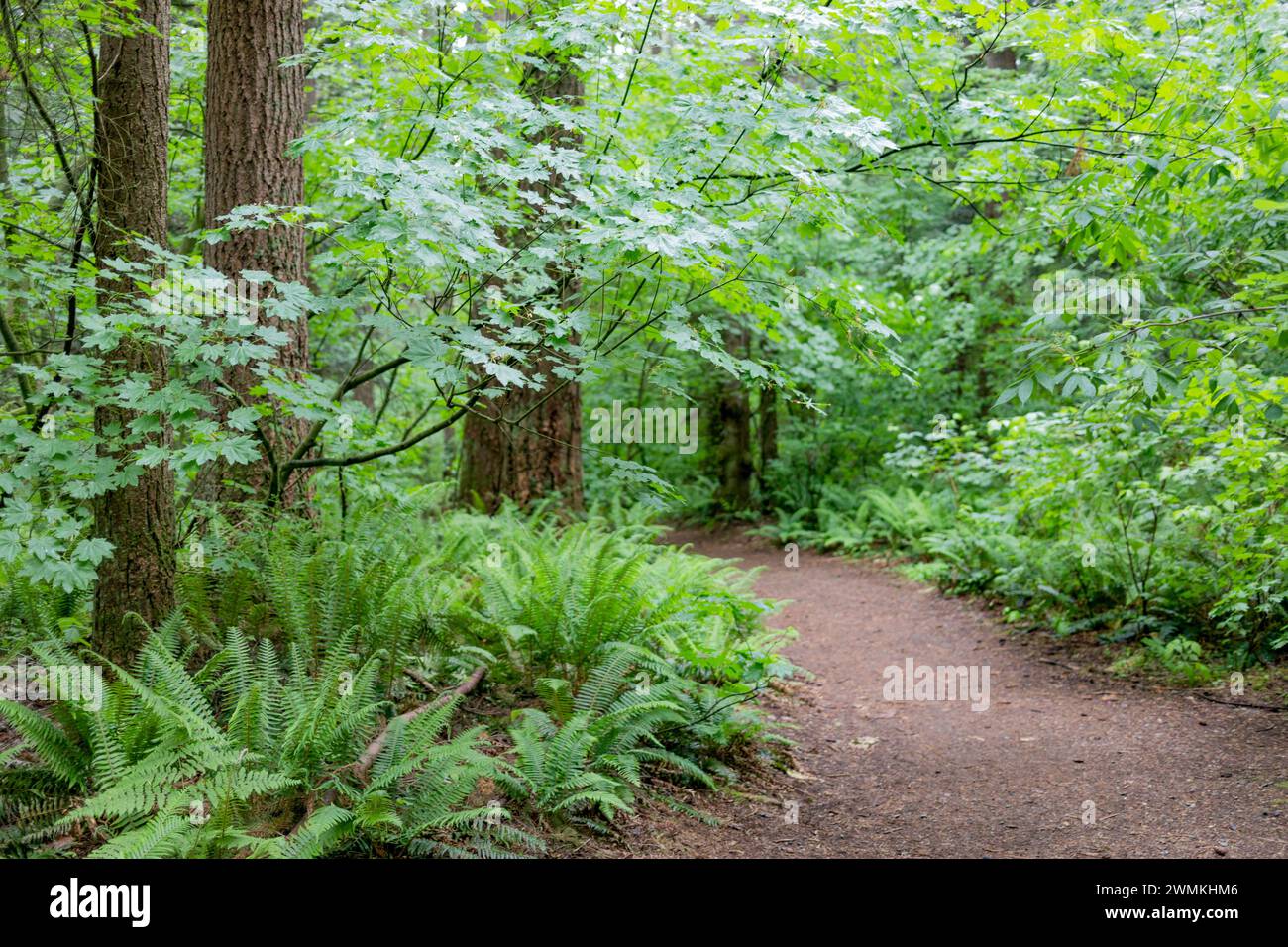 View of a dirt pathway through the Watershed Forest Trail; Delta, British Columbia, Canada Stock Photo