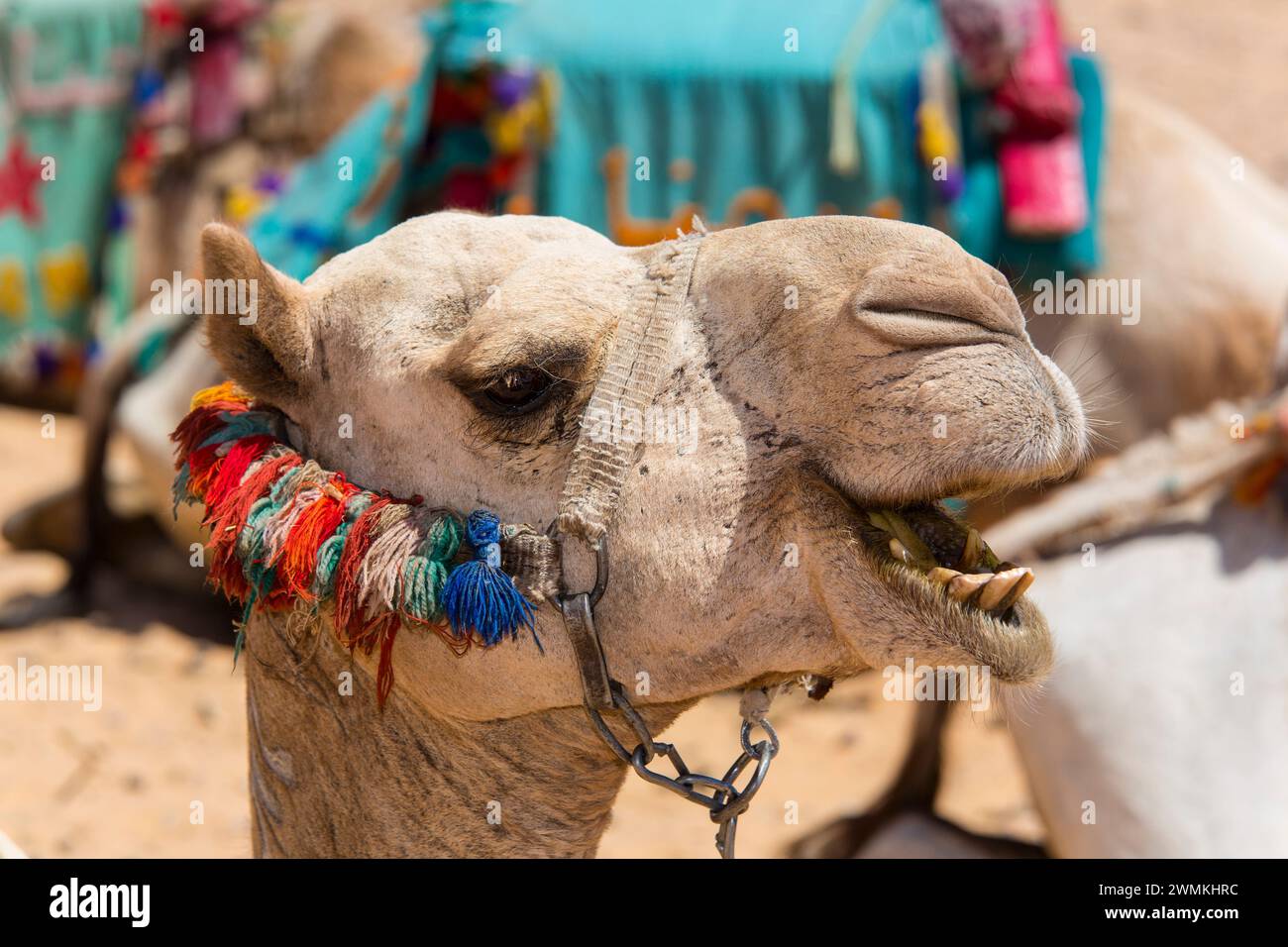 Close-up of a camel on the Giza Plateau in Egypt; Giza, Egypt Stock Photo