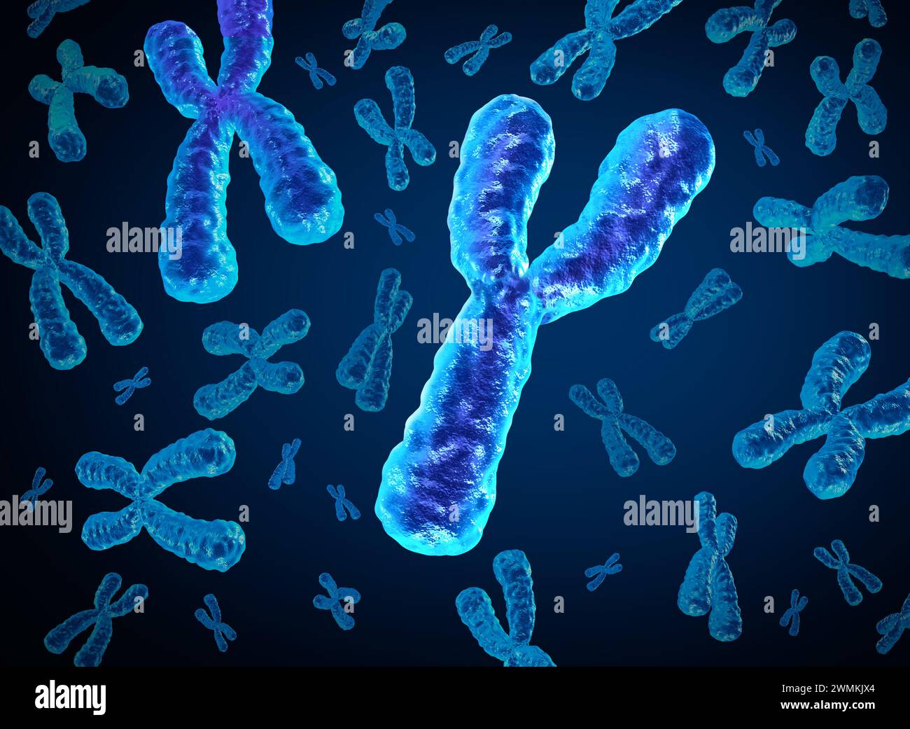 Y Chromosome Disappearing and Y-Chromosomes dying out as a concept for a human biology x structure containing dna genetic information as a medical Stock Photo