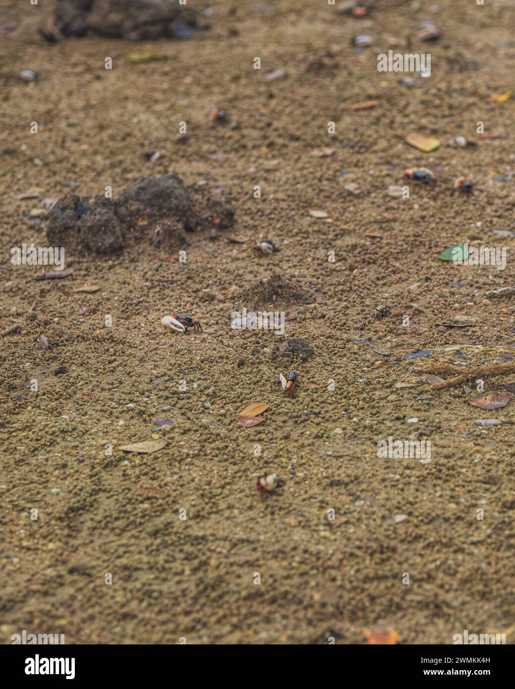 Fiddler crabs are found in many parts of the world, including tropical and subtropical Stock Photo