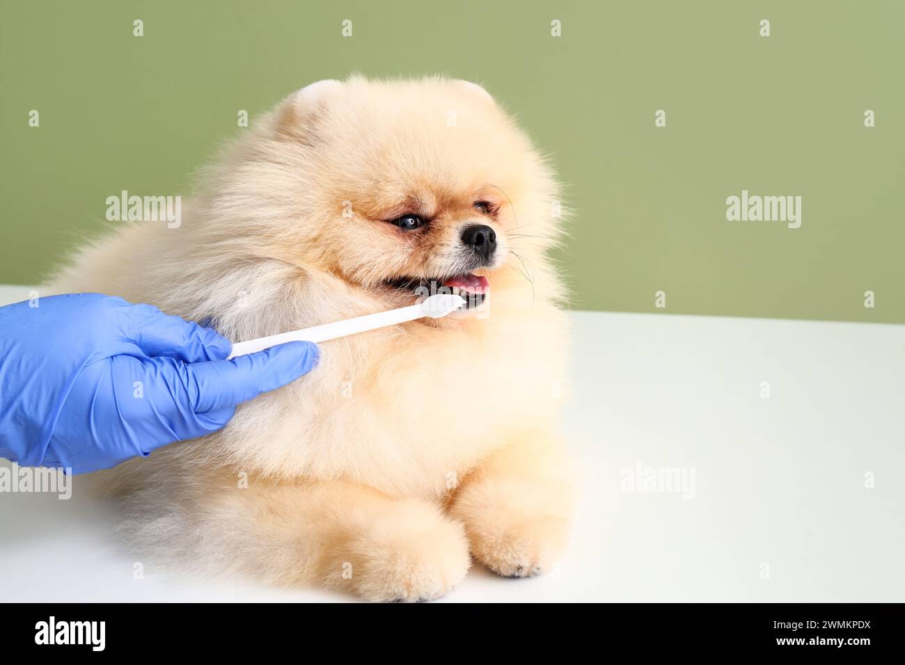 Veterinarian brushing Pomeranian dog's teeth on green background Stock
