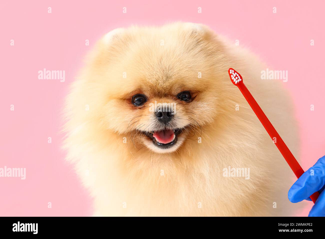 Veterinarian brushing Pomeranian dog's teeth on pink background Stock Photo Alamy