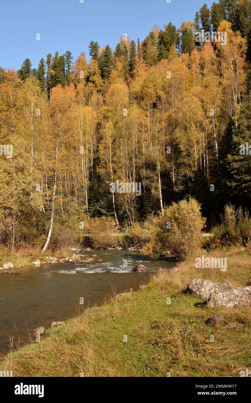 A clearing on the gentle bank of a beautiful mountain river flowing through an autumn forest on a sunny, clear day. Iogach River, Altai, Siberia, Russ Stock Photo