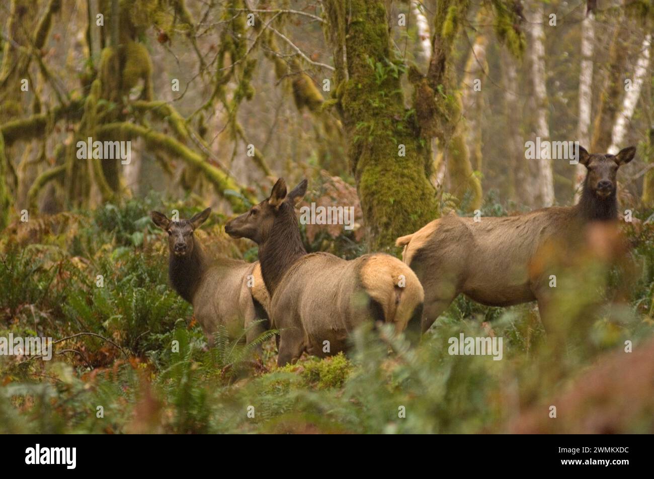 Elk are largest mammals in north america hi-res stock photography and ...