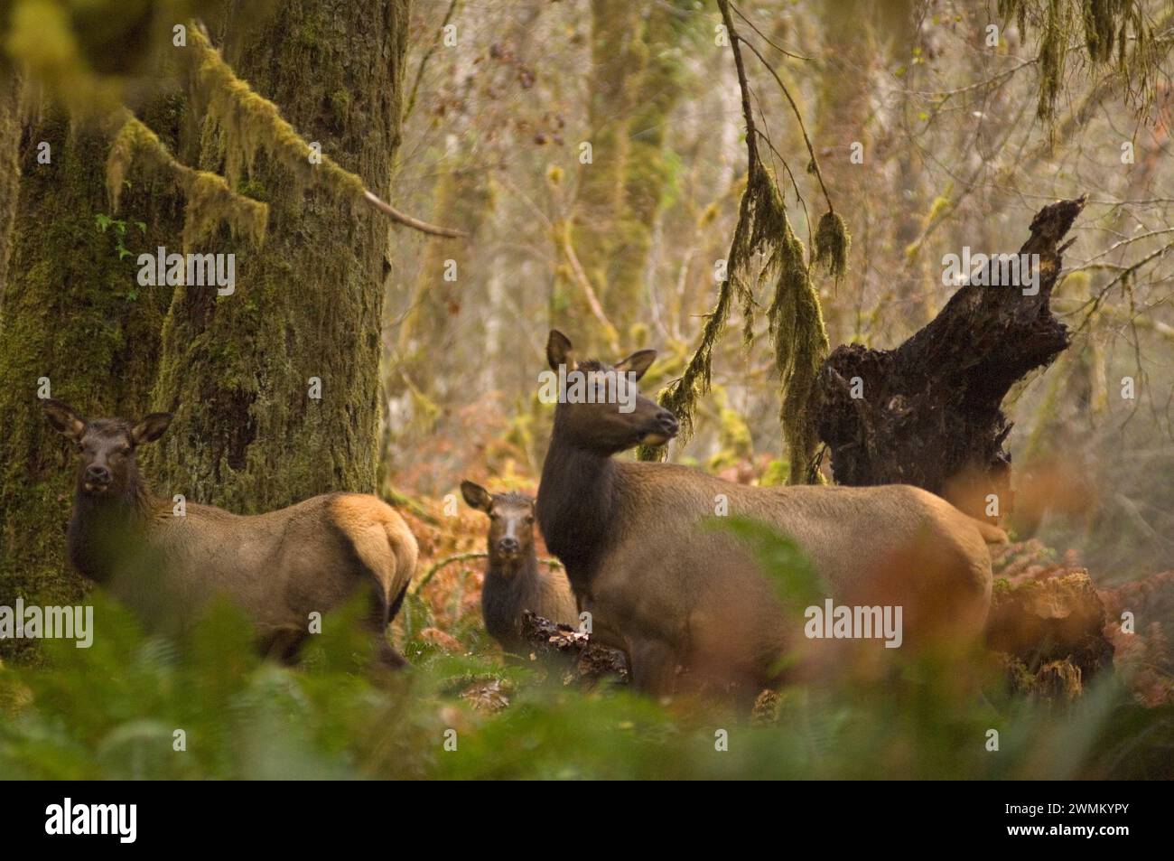 Roosevelt elk Cervus elaphus cows in the rainforest of the Quinault ...